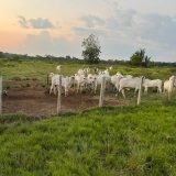 Fazenda Porteira Fechada - Pará